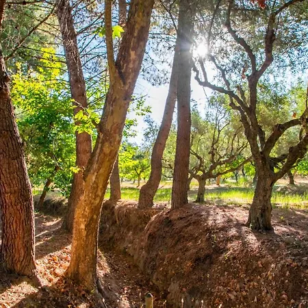 Doliva Estate ヴィラ